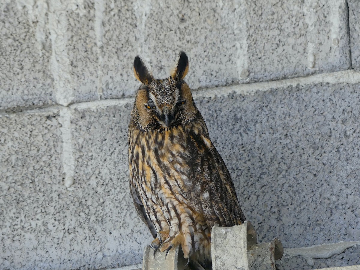 Long-eared Owl - ML605277011