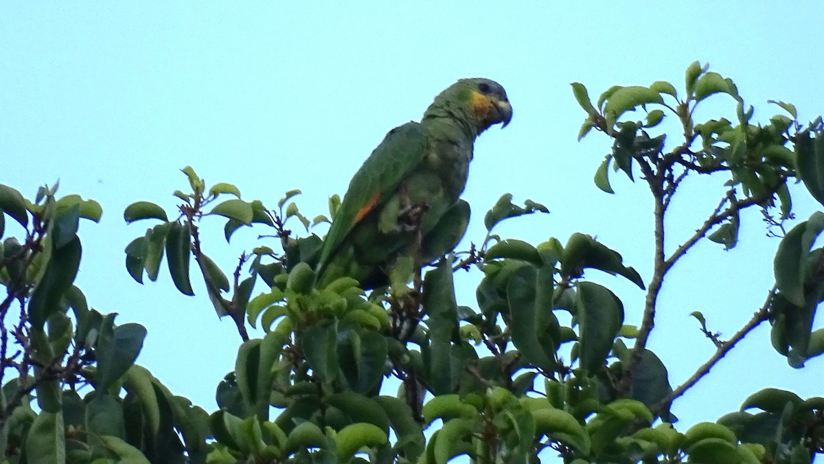 Orange-winged Parrot - ML605278521
