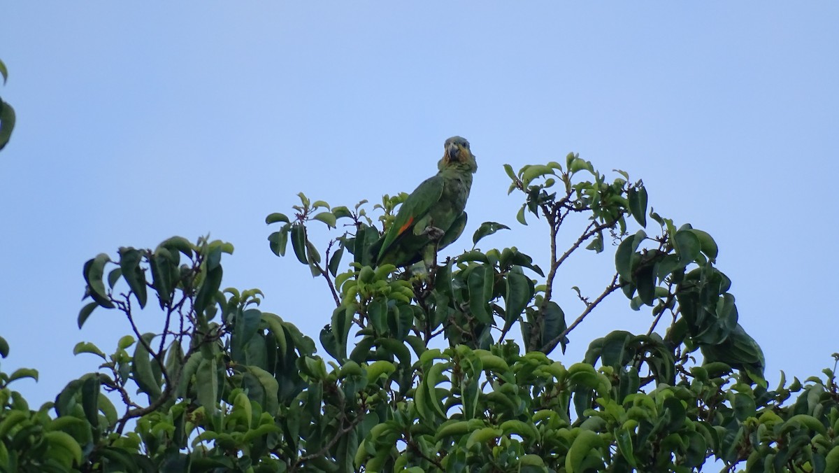 Orange-winged Parrot - ML605278541