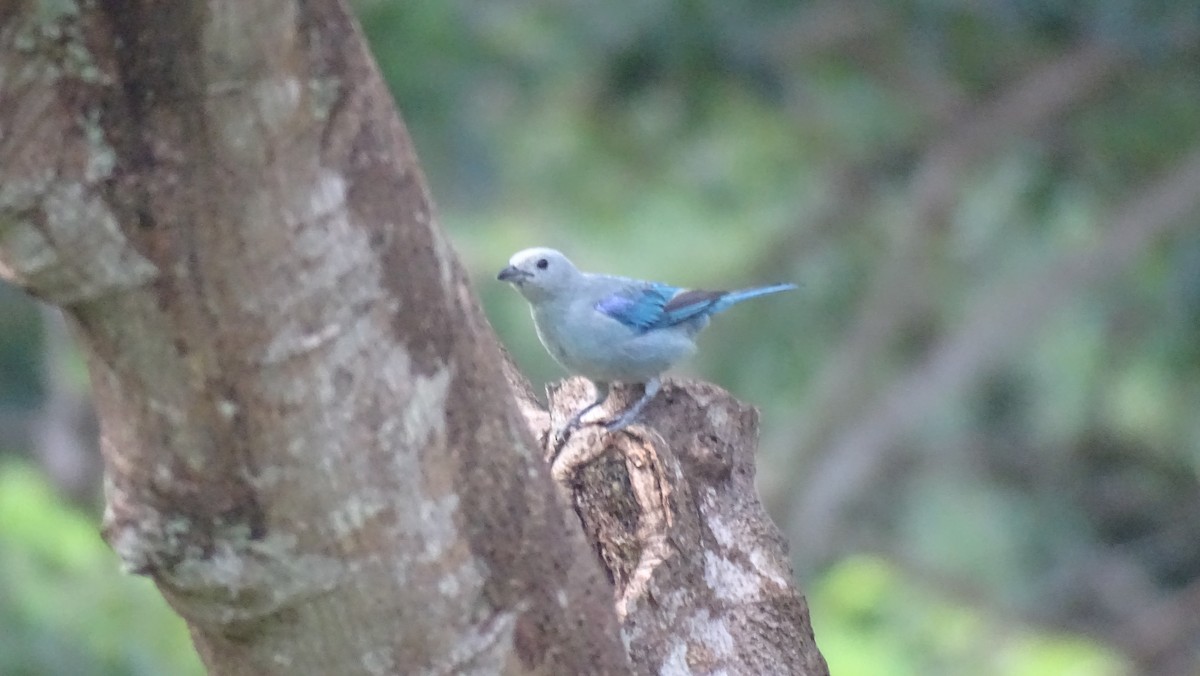 Blue-gray Tanager - ML605278861