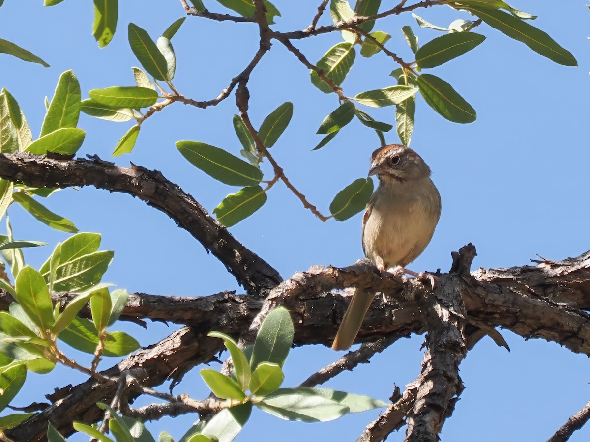 Rufous-crowned Sparrow - ML605282031