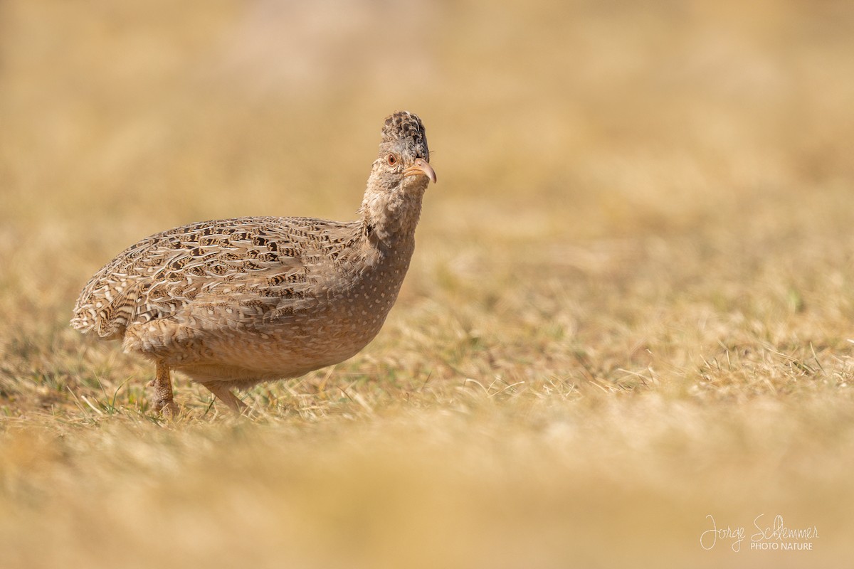 Andean Tinamou - Jorge Claudio Schlemmer