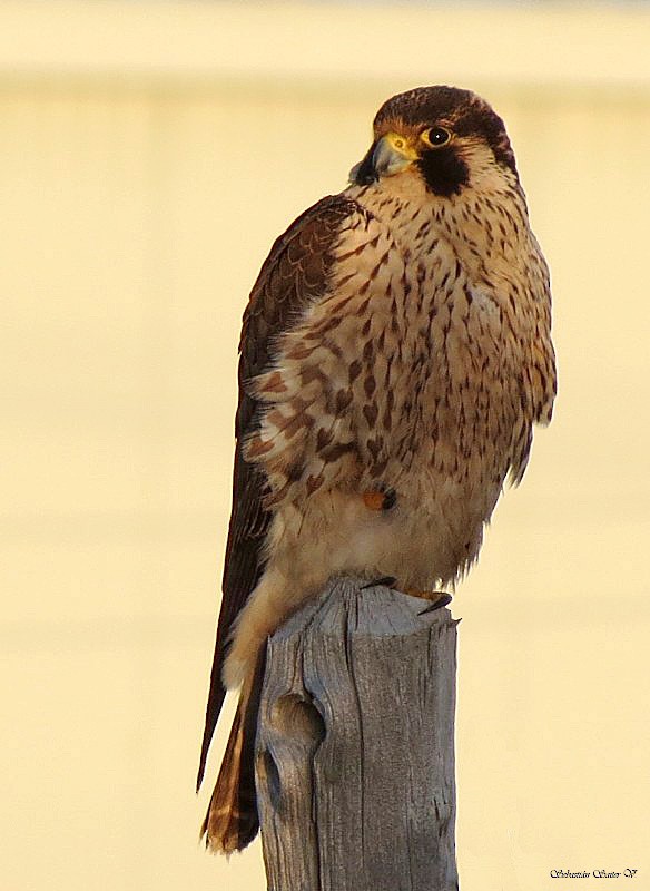 Peregrine Falcon (South American) - ML605286061