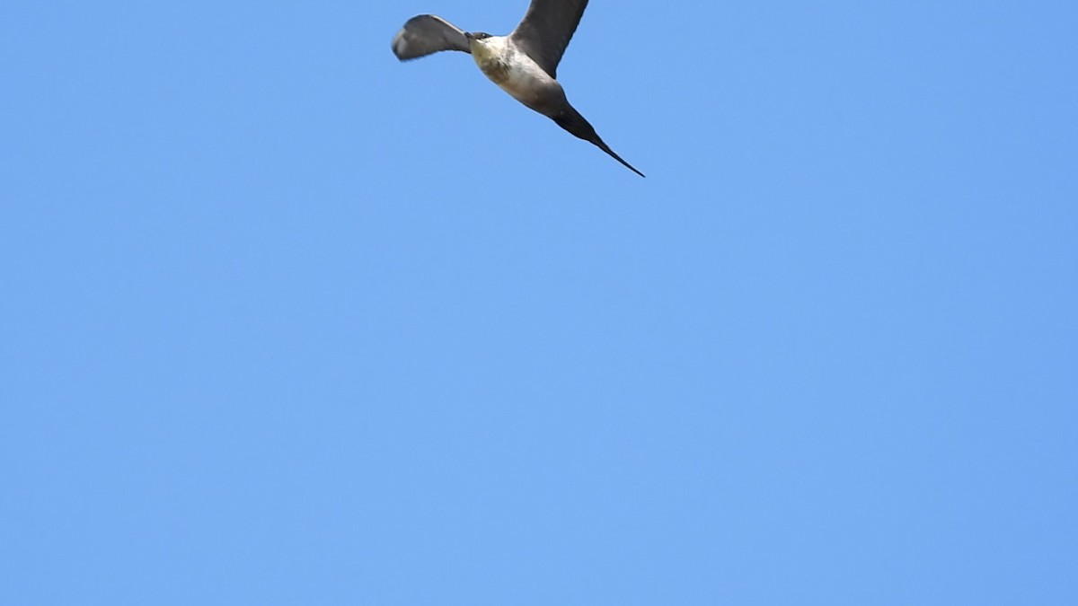 Long-tailed Jaeger - ML605288841