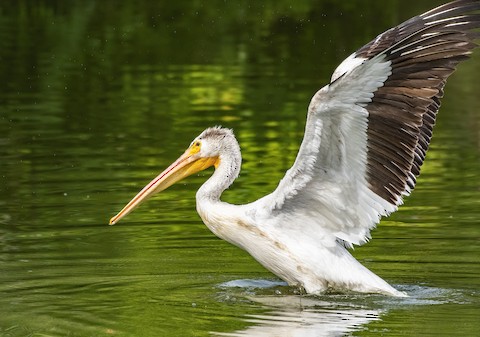 American White Pelican - eBird