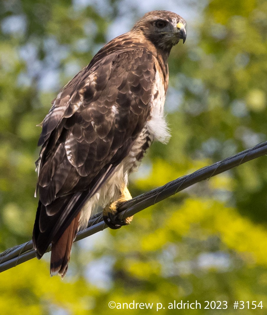 Red-tailed Hawk - ML605295471