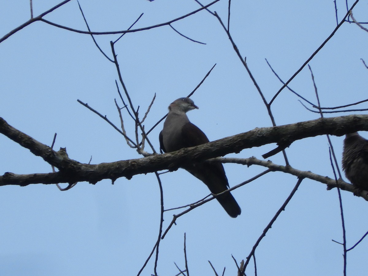 Mountain Imperial-Pigeon - ML605298071