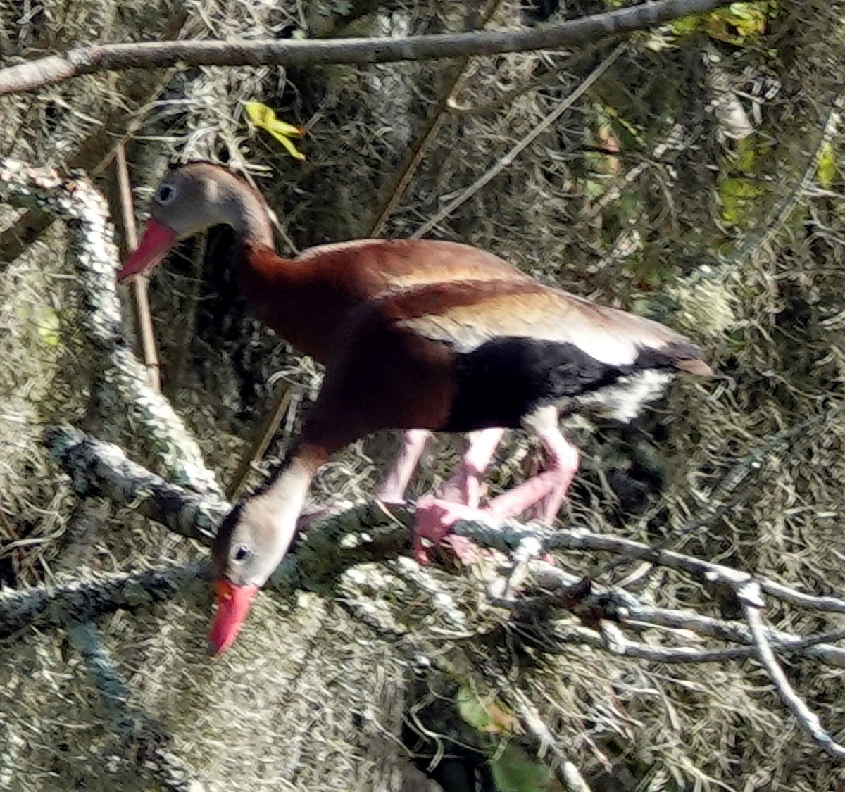 eBird Checklist 20 Aug 2023 Lettuce Lake County Park 26 species