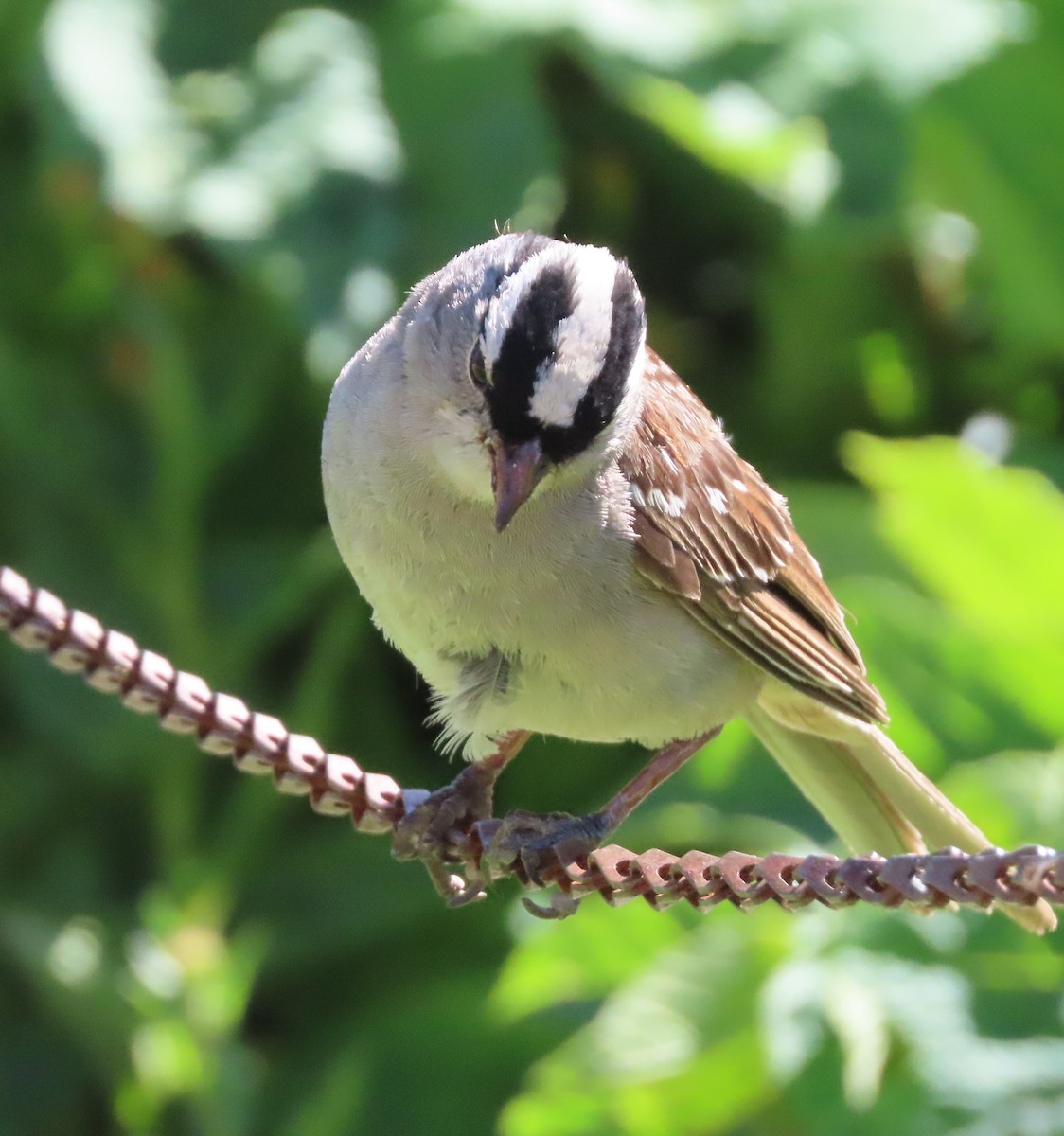 White-crowned Sparrow - ML605298801