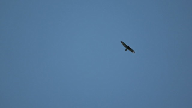 Broad-winged Hawk - ML605301591