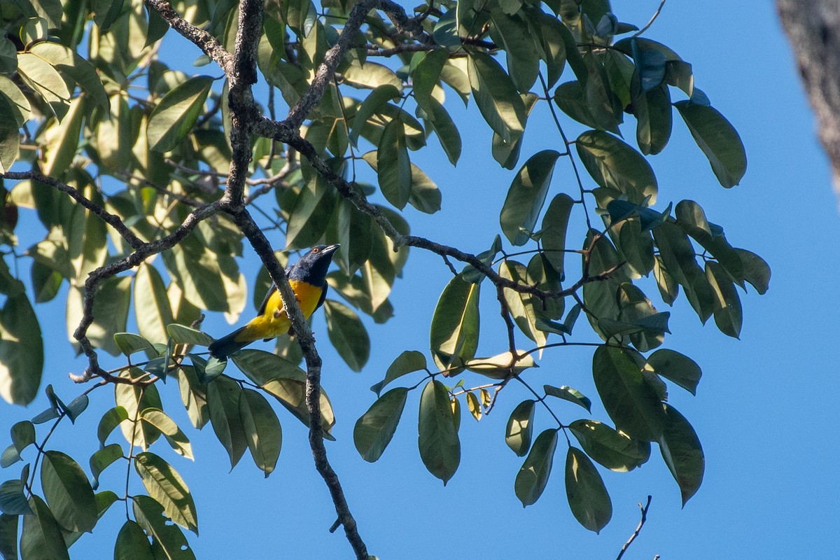 Blue-backed Tanager - ML605302741