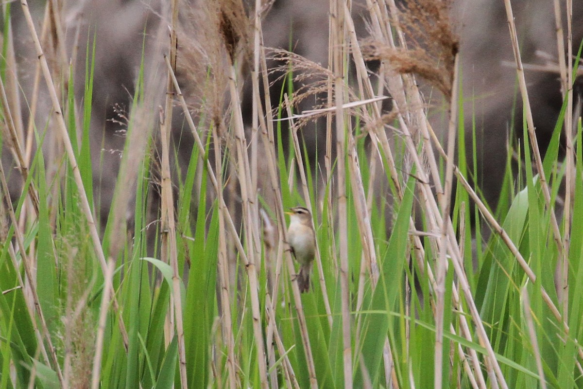 Black-browed Reed Warbler - Wonseok Jang