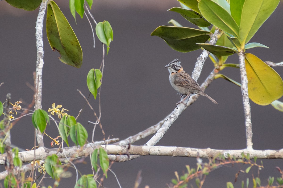 Rufous-collared Sparrow - ML605310231