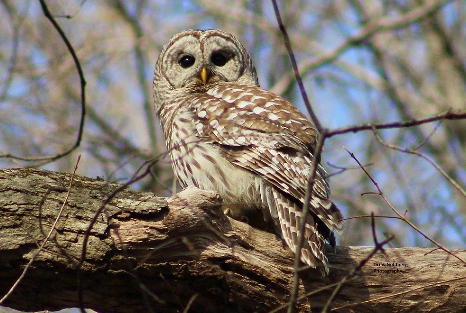 Barred Owl - ML605319671