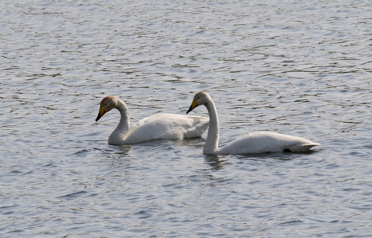 Whooper Swan - ML605319891