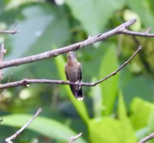 Rufous-breasted Hermit - Mateo Bohringer