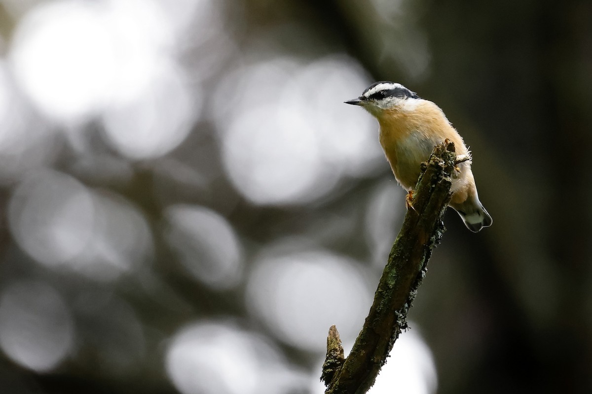 Red-breasted Nuthatch - ML605321451