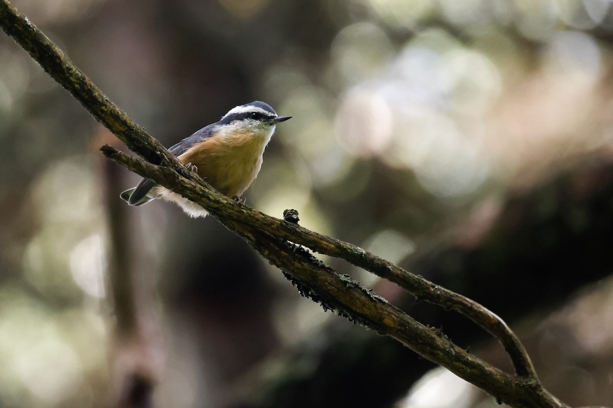 Red-breasted Nuthatch - ML605321471