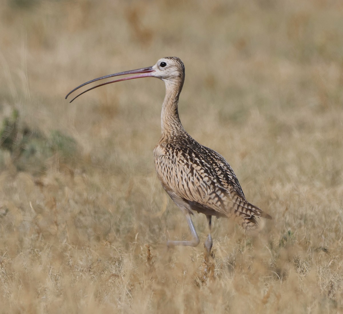 Long-billed Curlew - ML605324291