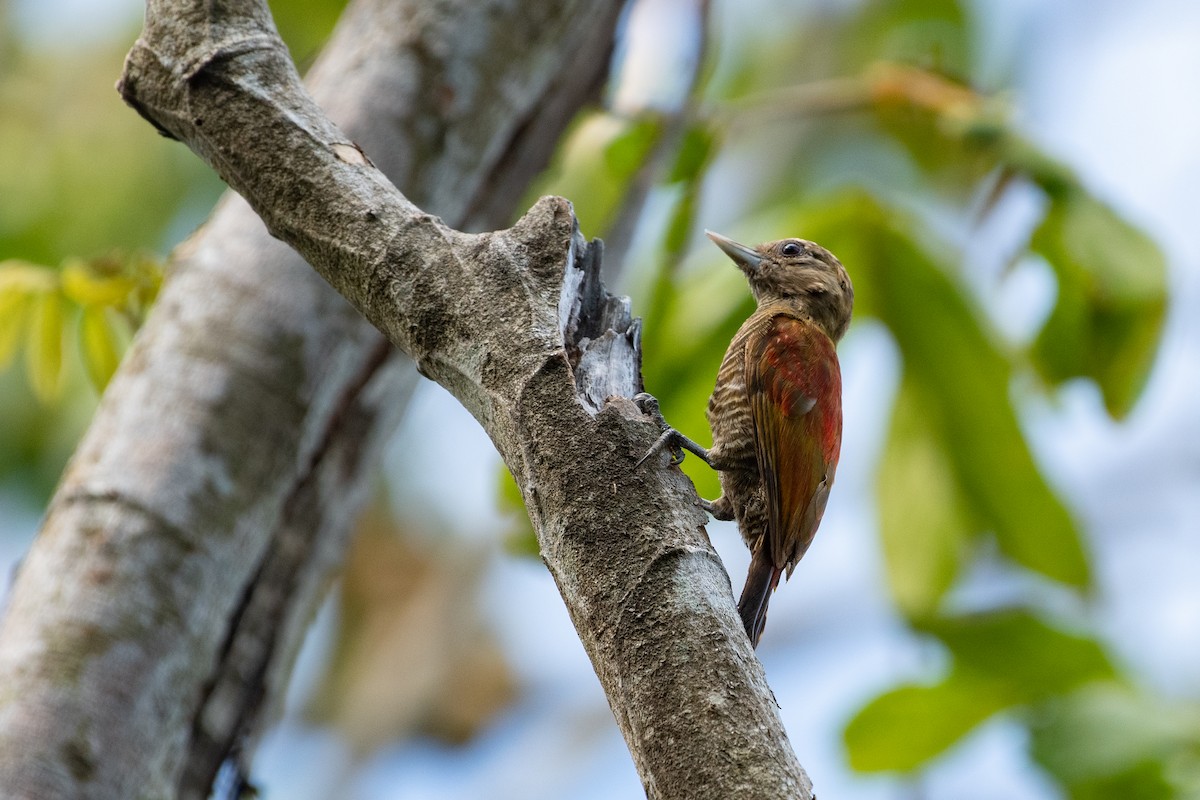Blood-colored x Little Woodpecker (hybrid) - Thomas Monjoin