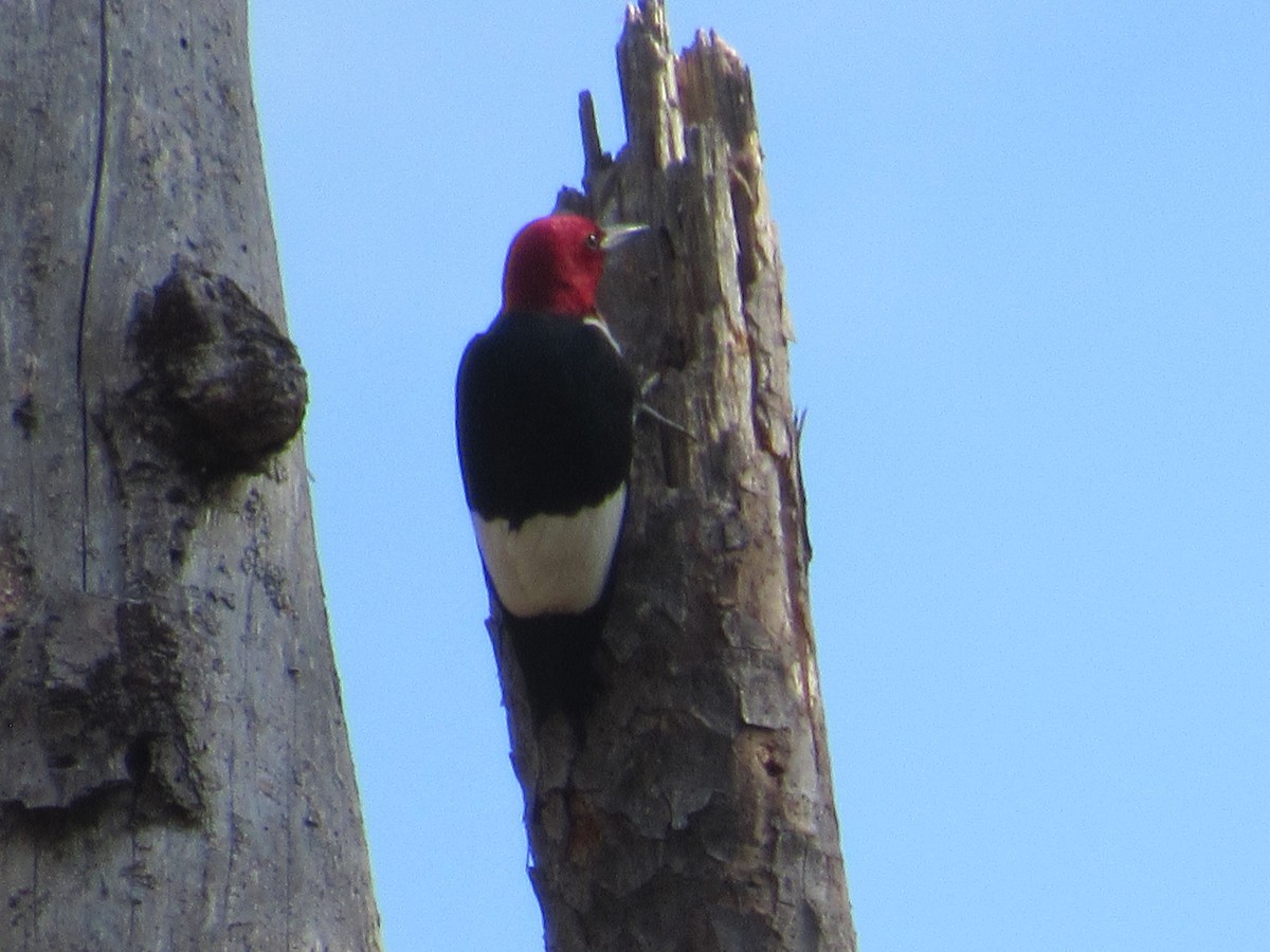 Red-headed Woodpecker - ML605326291