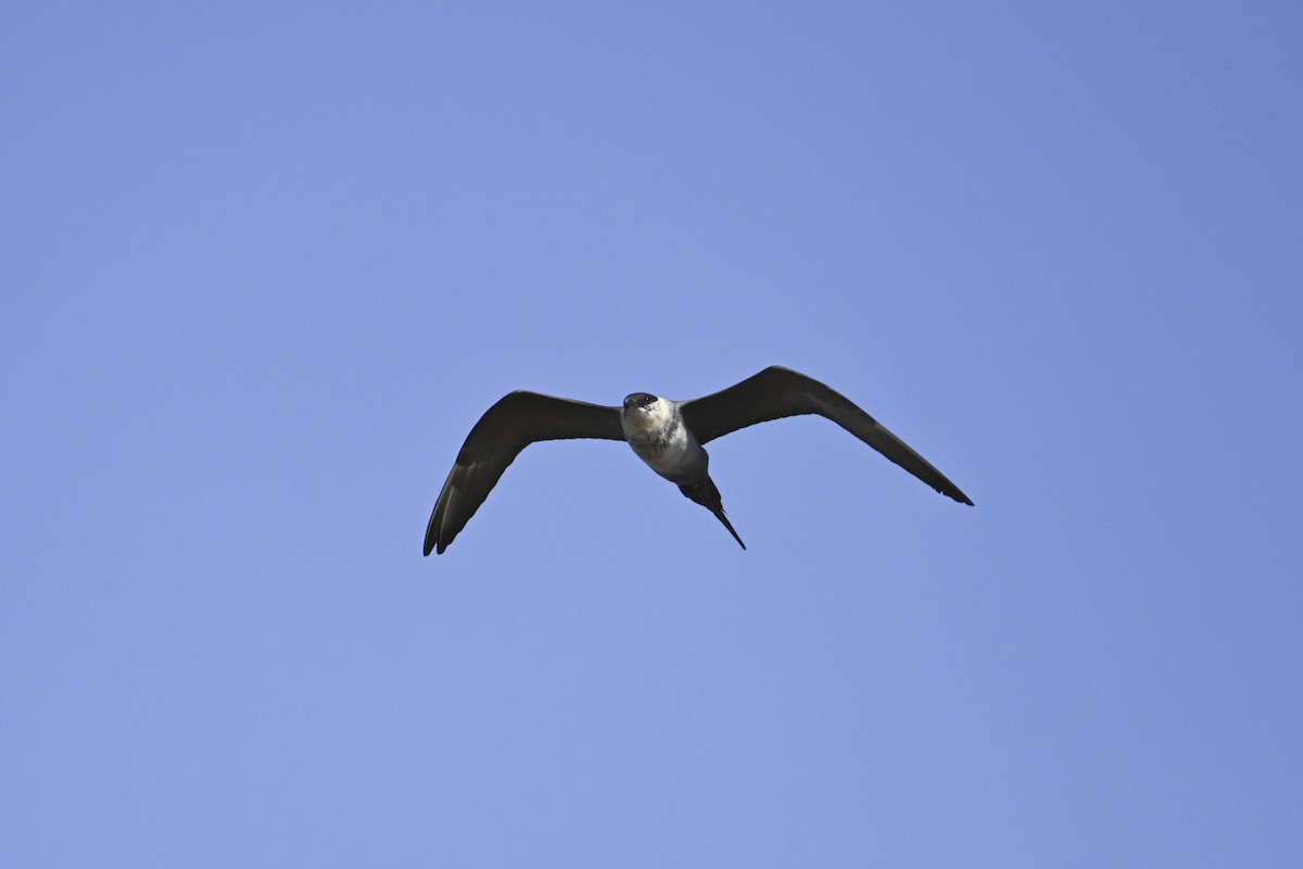 Long-tailed Jaeger - ML605330831