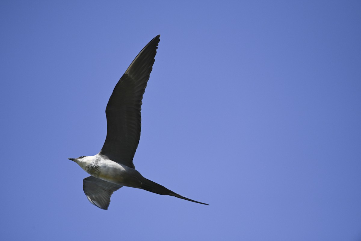 Long-tailed Jaeger - ML605330861