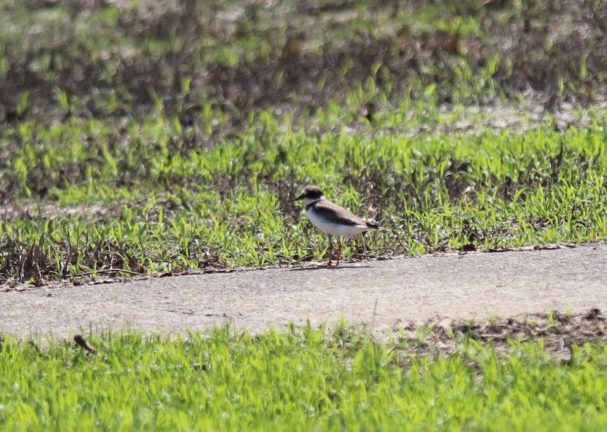 Semipalmated Plover - ML605336841