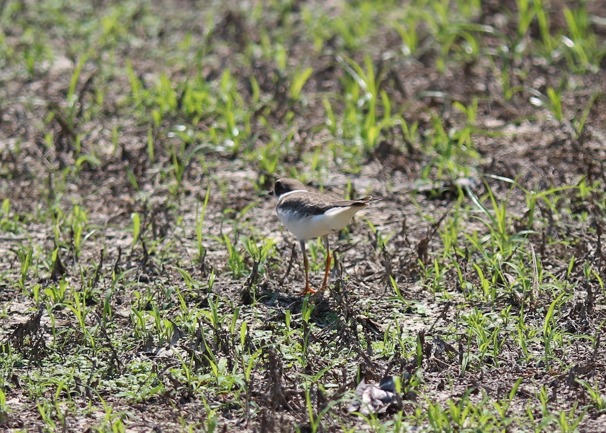Semipalmated Plover - ML605336861