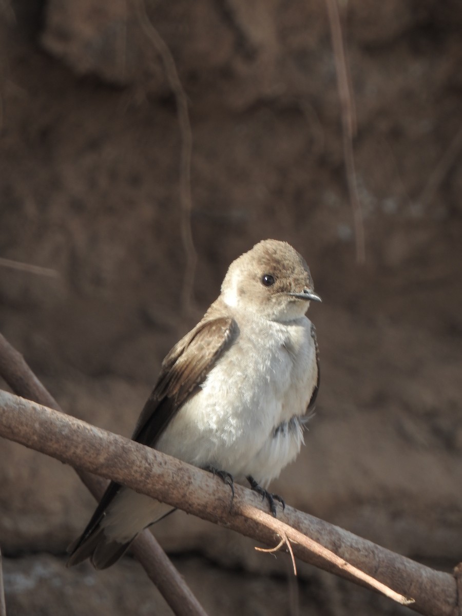 Northern Rough-winged Swallow - ML60533691
