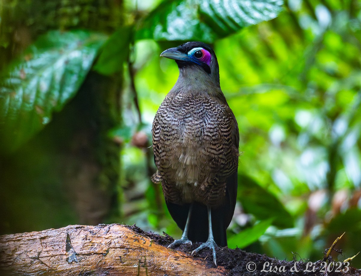 Sumatran Ground-Cuckoo - Lisa & Li Li