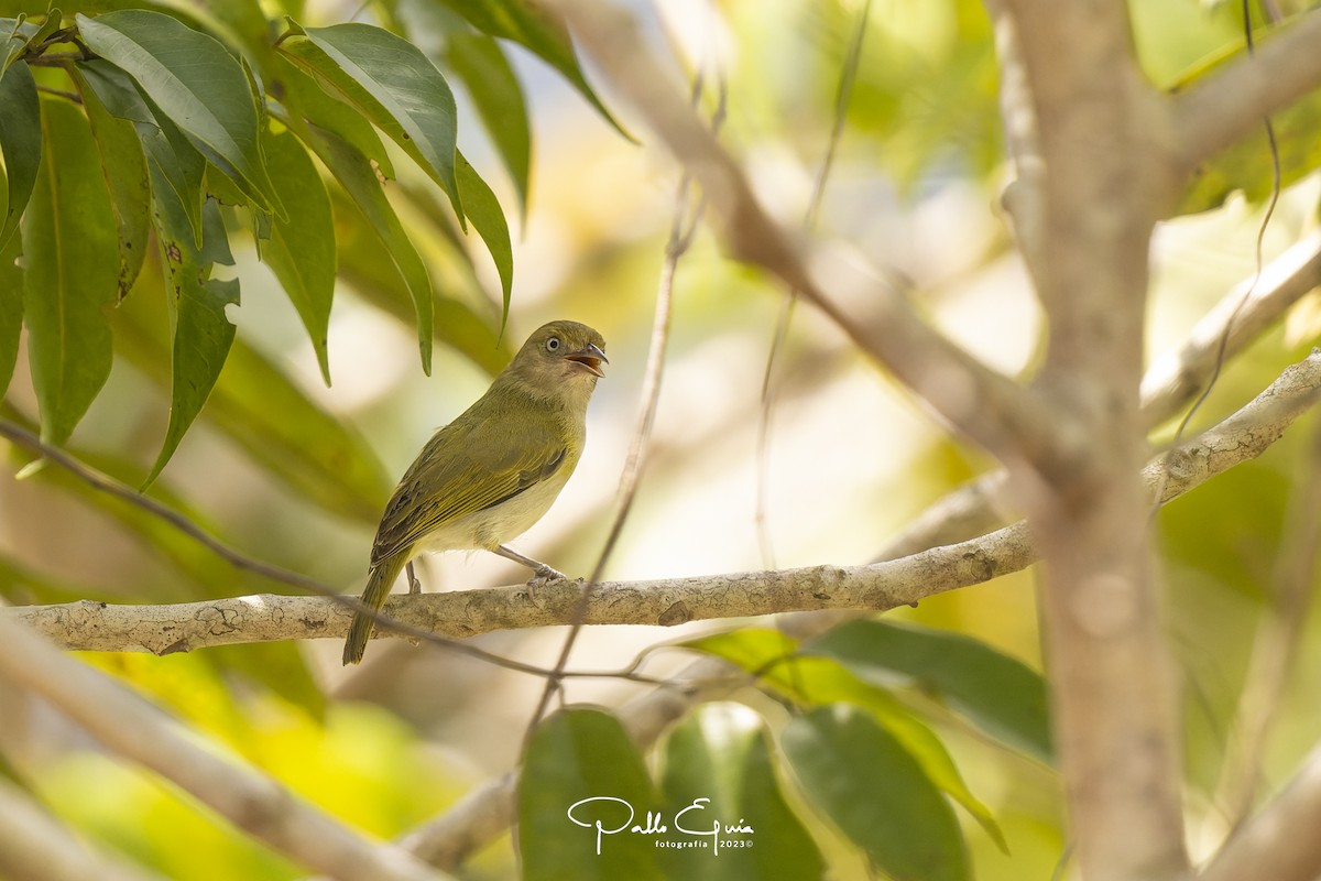Gray-chested Greenlet - Pablo Eguia