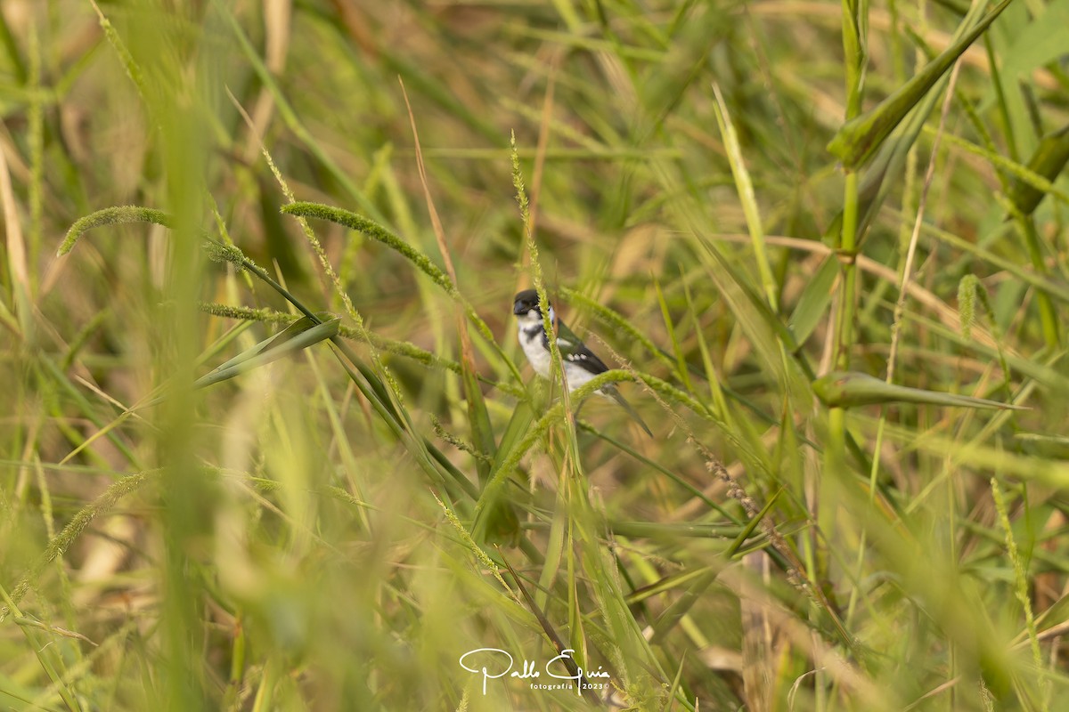 Wing-barred Seedeater - ML605346631