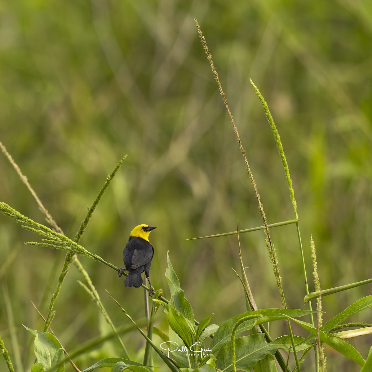 Yellow-hooded Blackbird - ML605346701