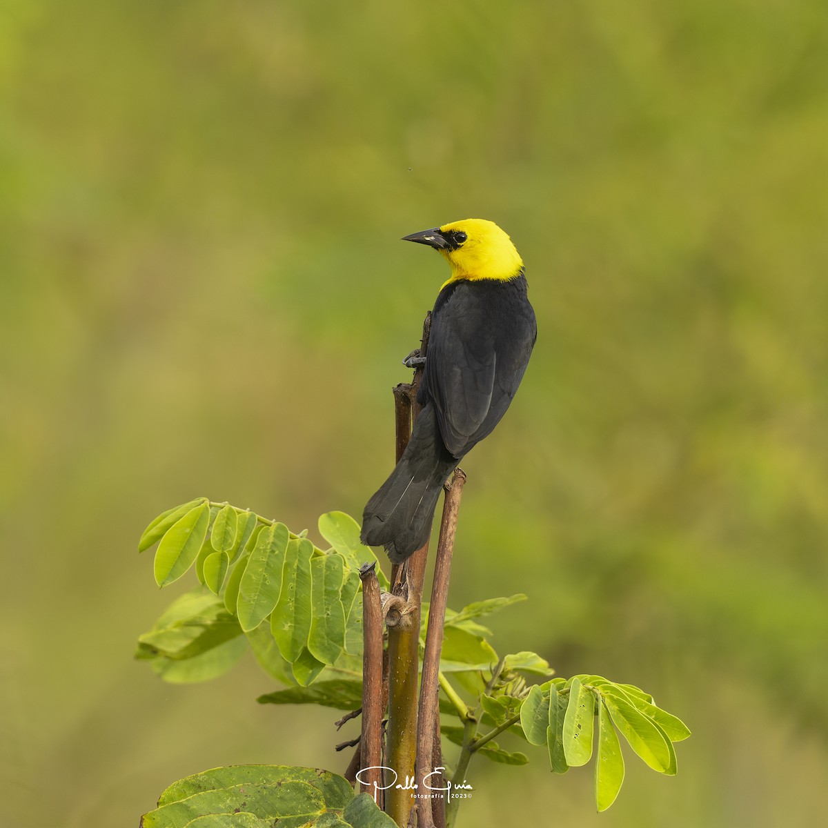 Yellow-hooded Blackbird - ML605346711