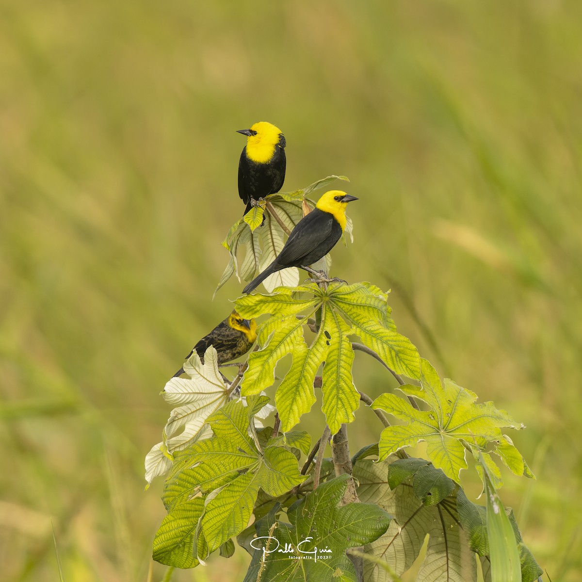 Yellow-hooded Blackbird - ML605346731