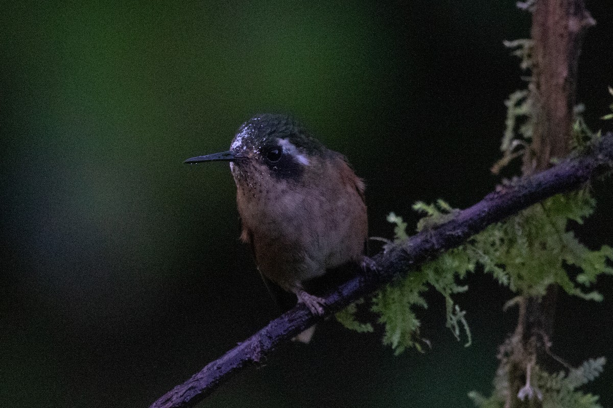 Speckled Hummingbird - ML605348101