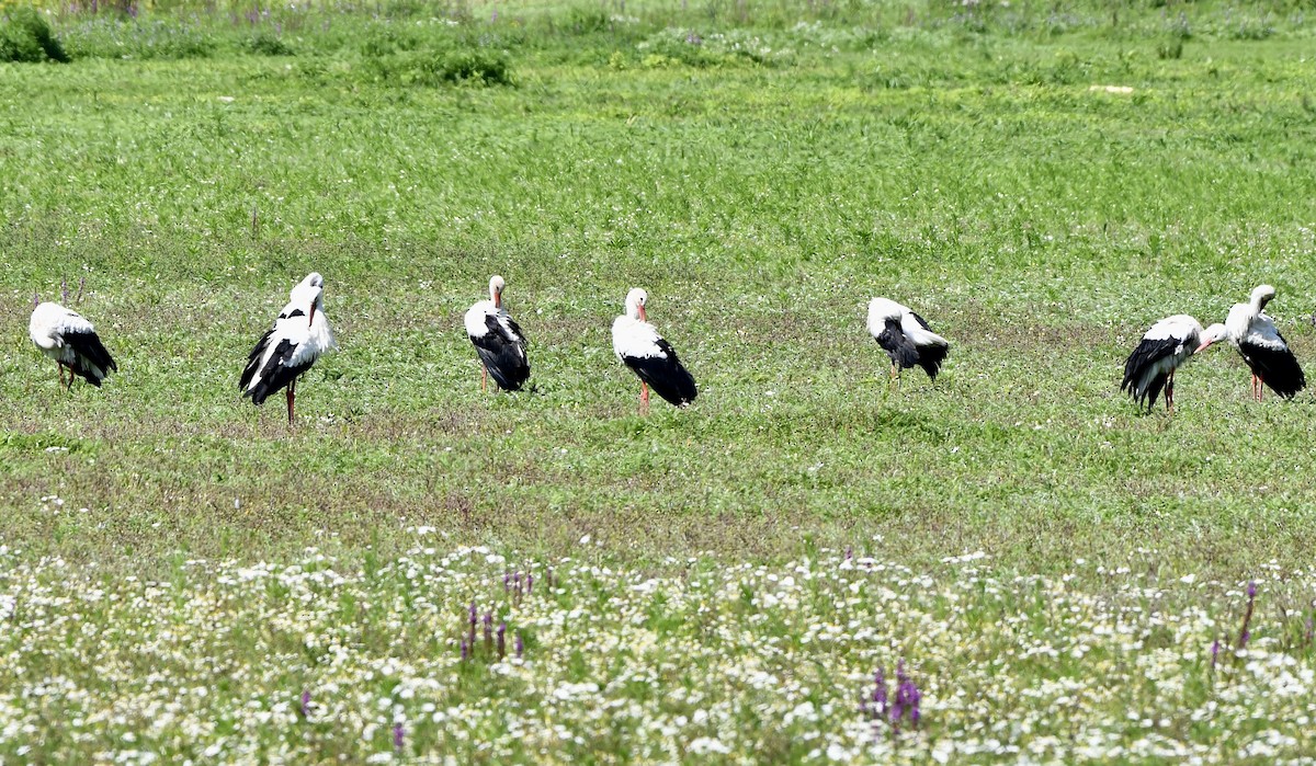 White Stork - ML605349771