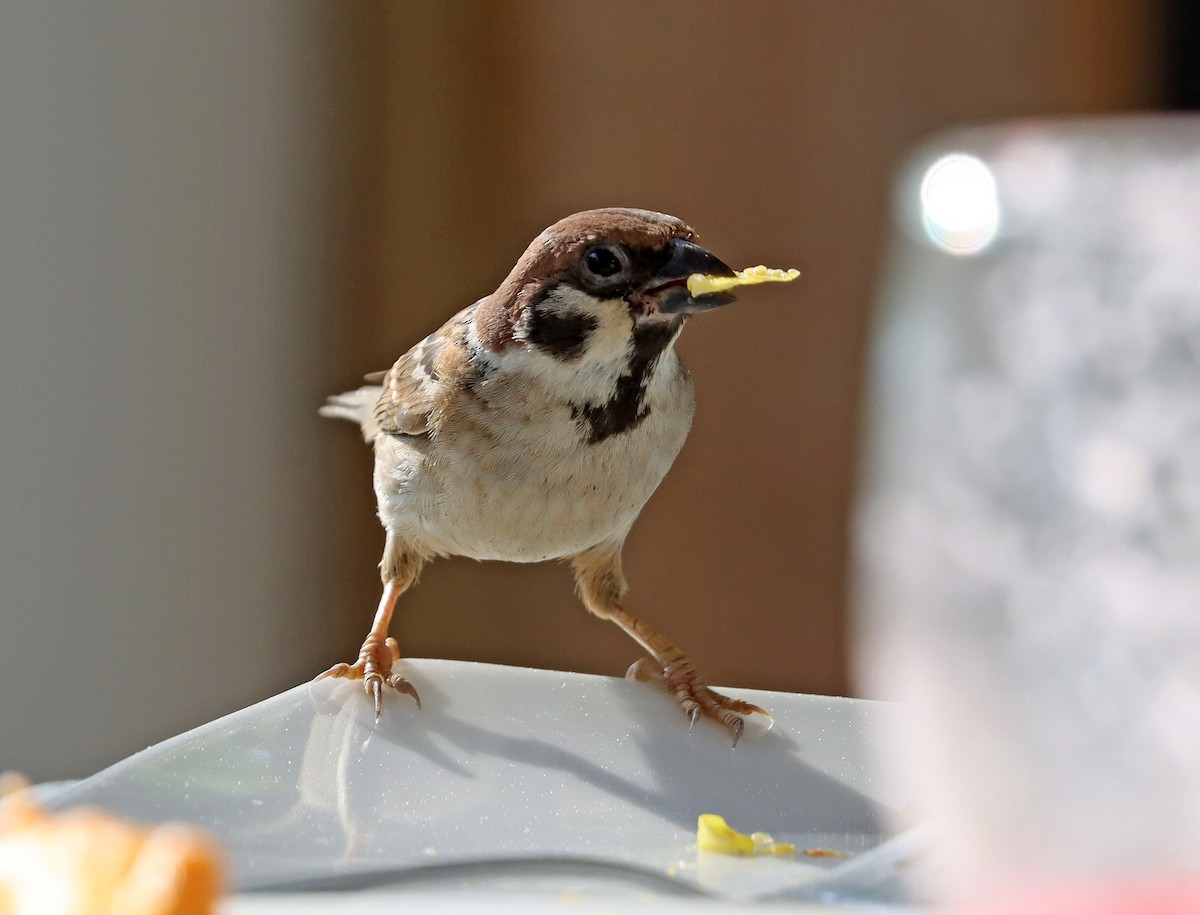 Eurasian Tree Sparrow - ML605353831