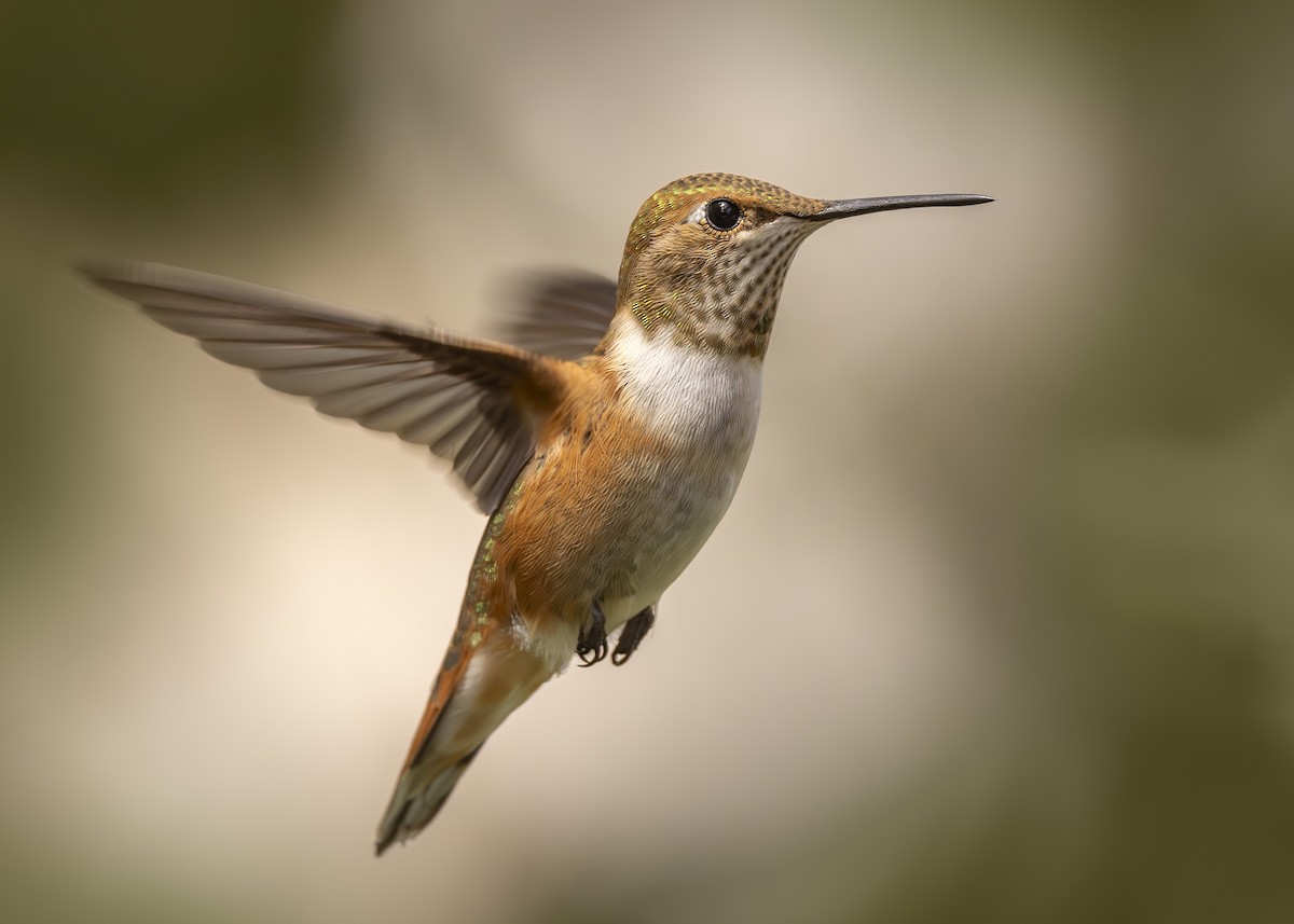 Rufous Hummingbird - ML605356351