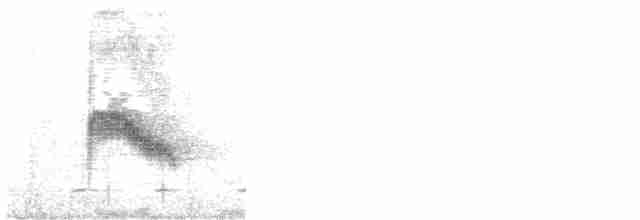 Поплітник каролінський (підвид albinucha/subfulvus) - ML605357121