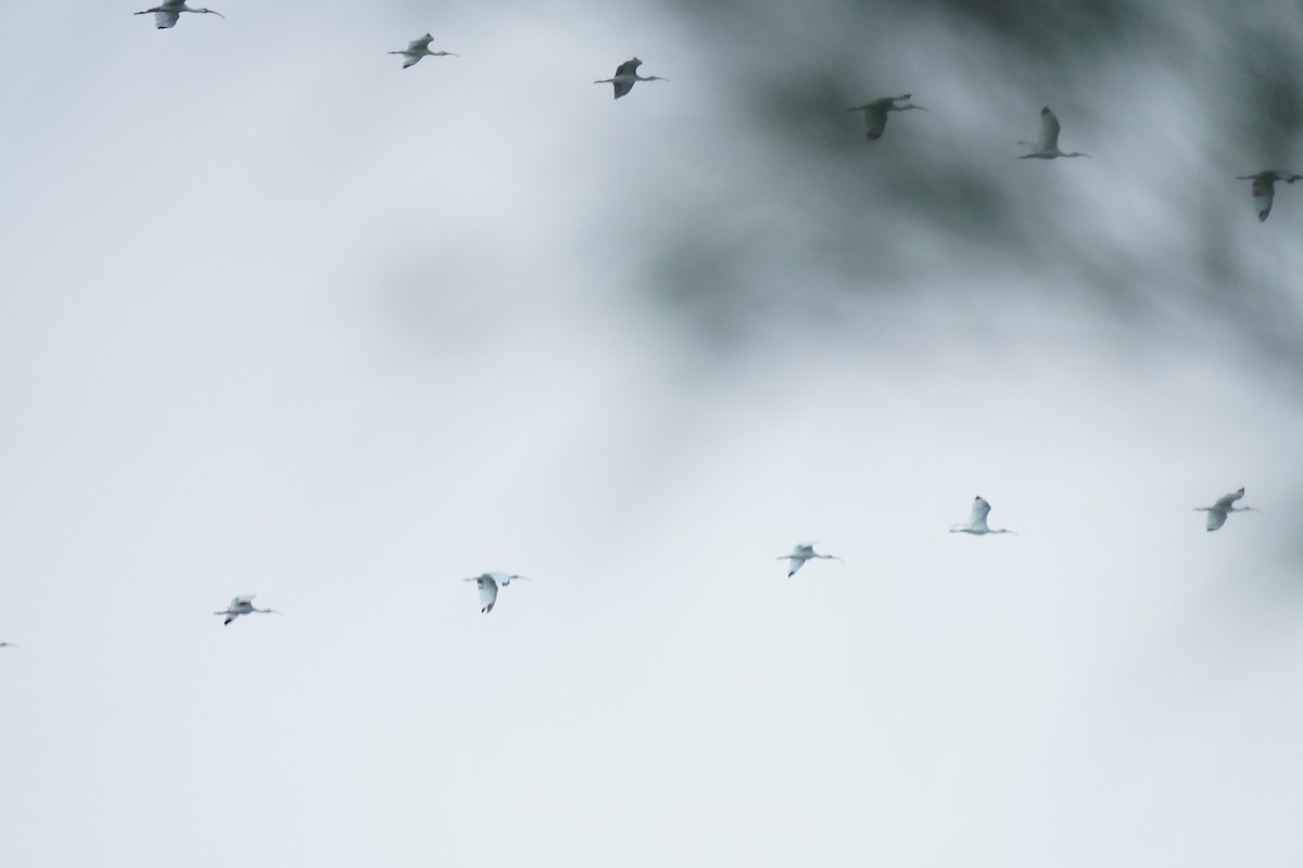 White Ibis - Hector Cayetano