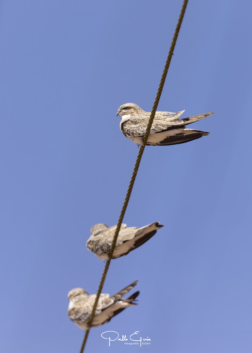 eBird Checklist 15 Jul 2023 Várzea do Iranduba 104 species