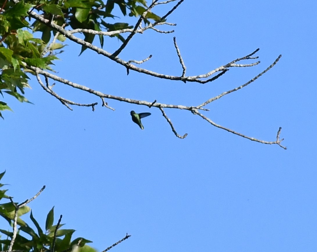 Yakut Boğazlı Kolibri - ML605360751