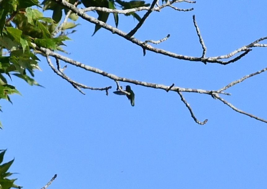Ruby-throated Hummingbird - Brian Kenney