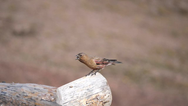 Brown-capped Rosy-Finch - ML605361591