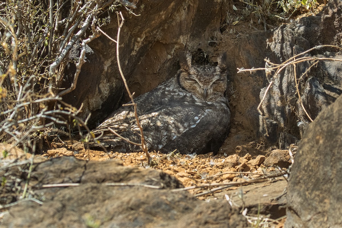 Spotted Eagle-Owl - ML605362791