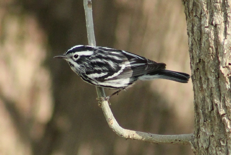 Black-and-white Warbler - ML605364331