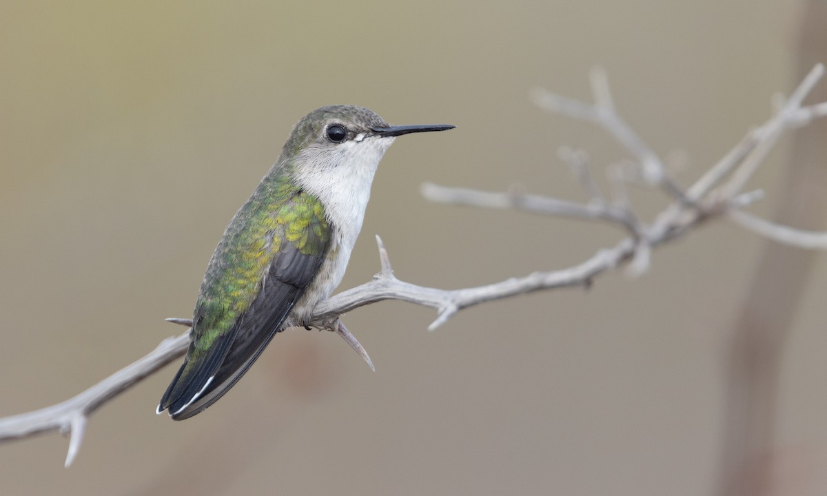 Vervain Hummingbird - Zak Pohlen