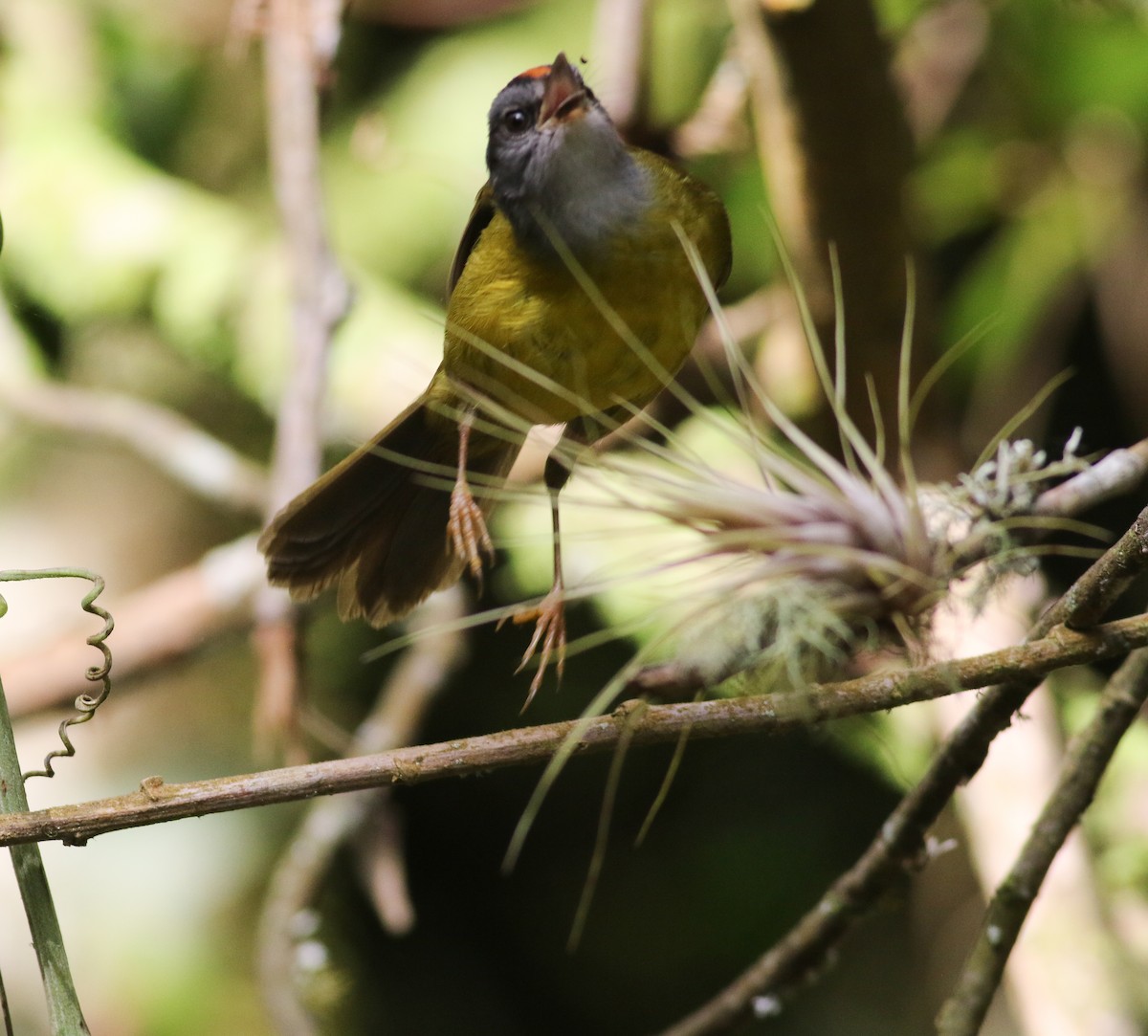 Russet-crowned Warbler - ML605365651